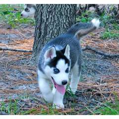 Magnifiques chiots husky de siberien