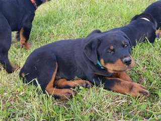 chiots rottweiller pure race pucés et vaccinés