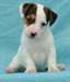 adorables chiots jack russell dispo - photo 2