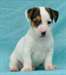 adorables chiots jack russell dispo - photo 3