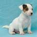 adorables chiots jack russell dispo - photo 4