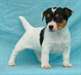 adorables chiots jack russell dispo - photo 5