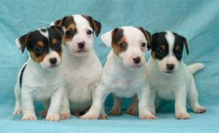 adorables chiots jack russell dispo