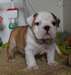 chiots bulldog anglais dispo - photo 2