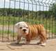 chiots bulldog anglais dispo - photo 3