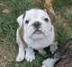 chiots bulldog anglais dispo - photo 4