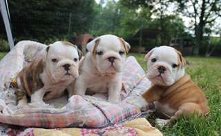 chiots bulldog anglais dispo
