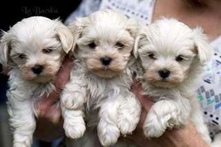 chiots bichon maltais
