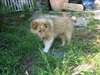 Magnifiques chiots Berger de shetland disponible - photo 3