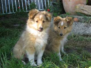 Magnifiques chiots Berger de shetland disponible