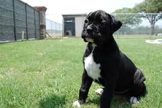 magnifiques Chiots Boxer à donner