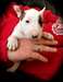 Chiots Bull terrier tr&#232;s beau - photo 1