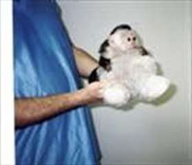 Adorable singes capucins