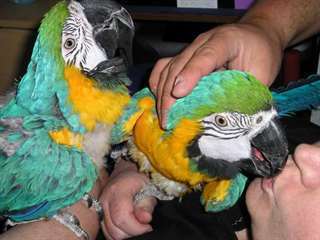 Bleu et or Ara perroquets avec cage
