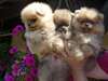 superbes chiots spitz nain allemand - photo 4