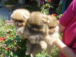 superbes chiots spitz nain allemand