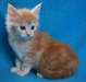 Chatons Maine Coon - photo 1