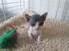 Deux nettoyer Male &amp; femelle Devon Rex Chatons - photo 1
