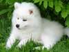 Chiots Samoyede Disponble Pour vous - photo 2