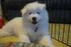 Chiots Samoyede Disponble Pour vous - photo 3