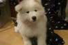 Chiots Samoyede Disponble Pour vous - photo 4