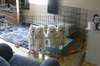 Chiots Samoyede Disponble Pour vous - photo 5