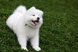 Chiots Samoyede Disponble Pour vous