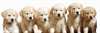 adorables chiots Golden retriever disponible - photo 1