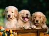 adorables chiots Golden retriever disponible - photo 2