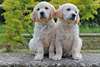 adorables chiots Golden retriever disponible - photo 3