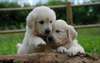 adorables chiots Golden retriever disponible - photo 4
