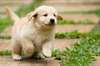 adorables chiots Golden retriever disponible - photo 5