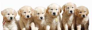 adorables chiots Golden retriever disponible