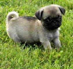 Magnifiques chiots carlin disponible