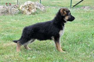 Chiots berger allemand 1male et 1femelle