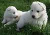 Chiots disponible - photo 2