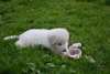 Chiots disponible - photo 3