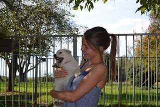 Chiots disponible