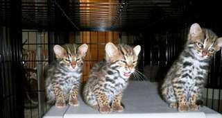 Chaton ALC a vendre