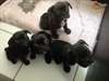 chiots bouledogue francais maintenant disponible - photo 3