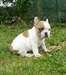 chiots bouledogue francais maintenant disponible - photo 4