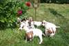 Magnifiques chiots jack russell terrier dispo - photo 2
