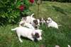 Magnifiques chiots jack russell terrier dispo - photo 3