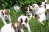 Magnifiques chiots jack russell terrier dispo - photo 4