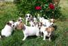 Magnifiques chiots jack russell terrier dispo - photo 5