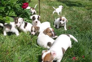 Magnifiques chiots jack russell terrier dispo