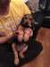chiot Bloodhound. - photo 1