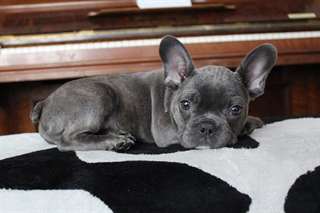 Bleu bouledogue français