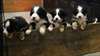 superbes chiots bouvier bernois dispo - photo 1