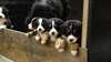 superbes chiots bouvier bernois dispo - photo 2